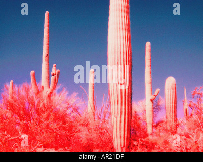 Cactus Saguaro immagine ad infrarossi Foto Stock