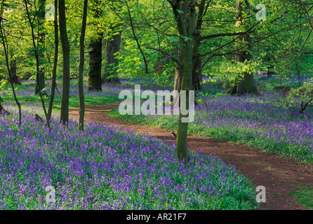 Primavera filiere del bluebells Derby Derbyshire Inghilterra GB UK EU Europe Foto Stock