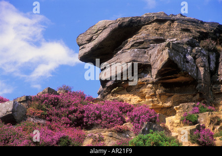 Bell Heather e Gritstone Rocks su Froggatt Edge vicino a Chesterfield Derbyshire Inghilterra Gran Bretagna Europa Foto Stock