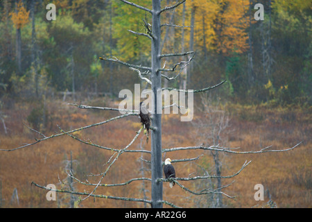 Aquila calva Haliaeetus leucocephalus giovane e adulto in un albero durante l'autunno Haines Chilkoot Bald Eagle Preserve sud-est dell'Alaska Foto Stock