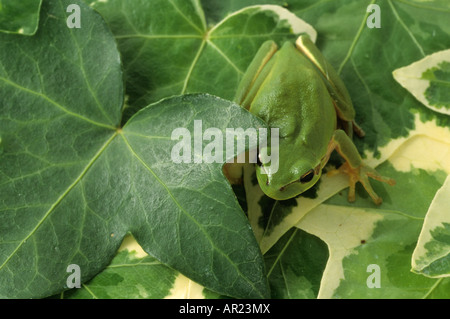 Stripless raganella Hyla meridionalis Francia Foto Stock