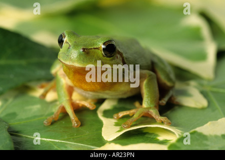 Stripless raganella Hyla meridionalis Francia Foto Stock