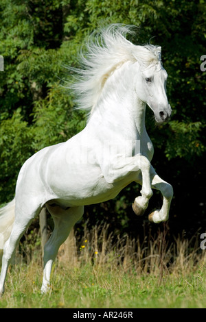 Razza Arabian Horse. Grigio allevamento per adulti su un pascolo Foto Stock