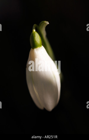 Snowdrop [Galanthus nivalis] contro [Sfondo nero], "close up' Fiore macro mostra chiusa bud in presenza di luce solare, England, Regno Unito Foto Stock