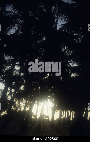 Sagome di alberi di cocco al tramonto sulla spiaggia di Marina, Chennai, India. Foto Stock