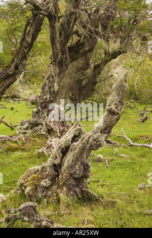 Lenga southern faggio Nothofagus pumilio coperti con il vecchio uomo s barba lichen Usnea specie. Patagonia Cile Foto Stock