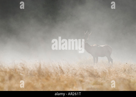 Maschio di Roosevelt Elk nella nebbia mattutina, prateria Redwoods state park, Humboldt County, California Foto Stock