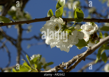 Le gemme su di un fiore di ciliegio ramo in primavera, Provenza, Francia. Foto Stock