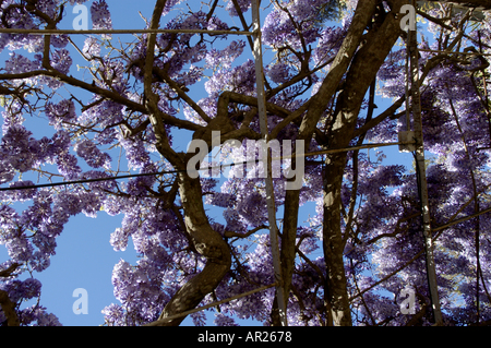 Francia Provenza Il Glicine Fiorito Floribunda di primavera Foto Stock