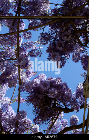 Francia Provenza Il Glicine Fiorito Floribunda di primavera Foto Stock