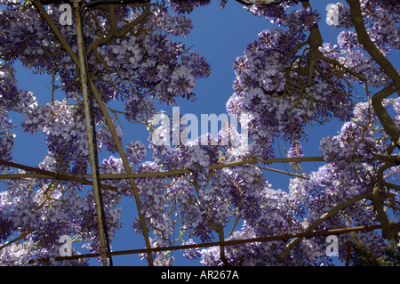 Francia Provenza Il Glicine Fiorito Floribunda di primavera Foto Stock