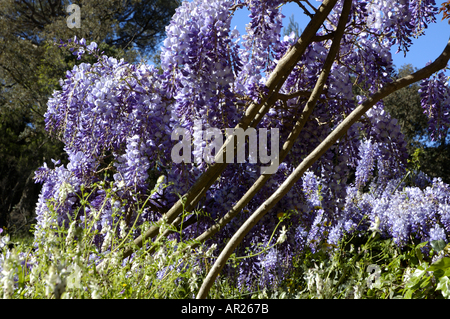 Francia Provenza Il Glicine Fiorito Floribunda di primavera Foto Stock