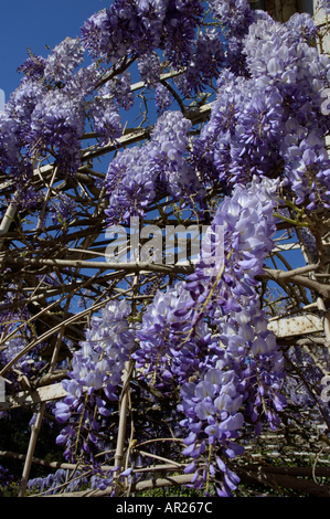 Francia Provenza Il Glicine Fiorito Floribunda di primavera Foto Stock