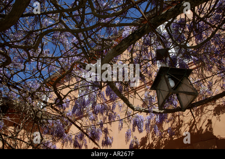 Francia Provenza lampada e il glicine fiorito Floribunda a primavera contro una facciata color ocra Foto Stock