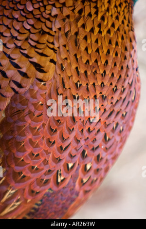 Dettaglio delle piume di un fagiano comune noto in U S come anello di collo di fagiano Phasianus colchicus Foto Stock