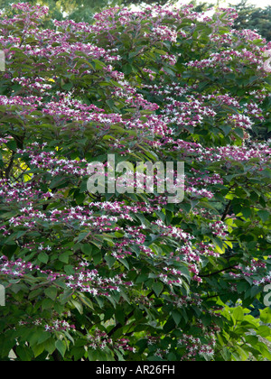 Arlecchino gloria bower (Clerodendrum trichotomum var. fargesii syn. Clerodendron trichotomum var. fargesii) Foto Stock