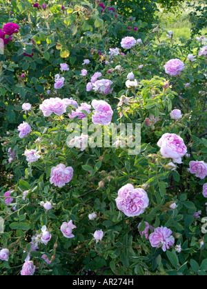 Cavolo cappuccio rosa (rosa centifolia x 'Caterina de' Wurttemberg) Foto Stock