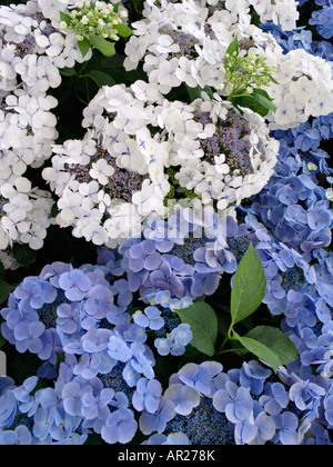 Big-lasciava ortensia (Hydrangea macrophylla 'bläuling' e Hydrangea macrophylla 'libelle') Foto Stock