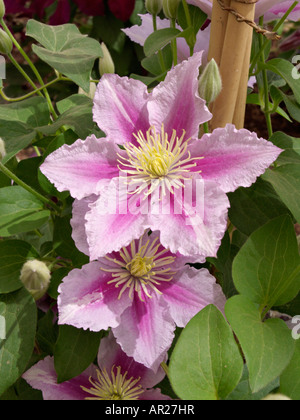 Clematis (clematide piilu) Foto Stock