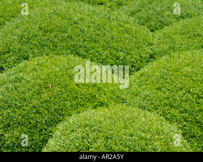 Comune di legno di bosso (Buxus sempervirens) Foto Stock