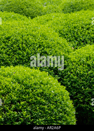 Comune di legno di bosso (Buxus sempervirens) Foto Stock