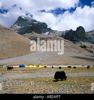 Parete Ovest del Monte Kailash con Yak Tibet occidentale Asia Foto Stock