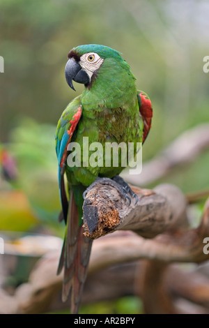 Castagno fronteggiato Macaw o grave Macaw è nativo del Nord Sud America Foto Stock