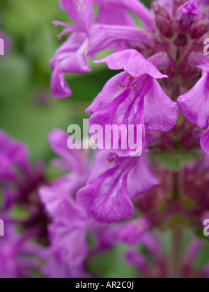 Big betony (stachys macrantha 'superba') Foto Stock