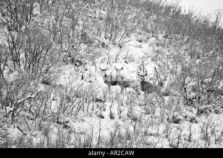 Tre Mule Deer non su un pendio nevoso, Wasatch Range, Utah. Foto Stock