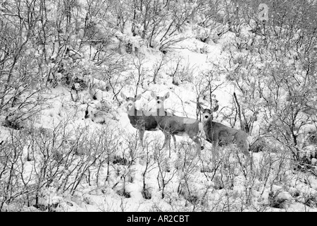 Tre Mule Deer non su un pendio nevoso, Wasatch Range, Utah. Foto Stock