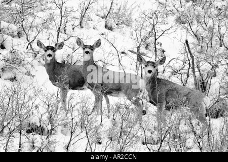 Tre Mule Deer non su un pendio nevoso, Wasatch Range, Utah. Foto Stock