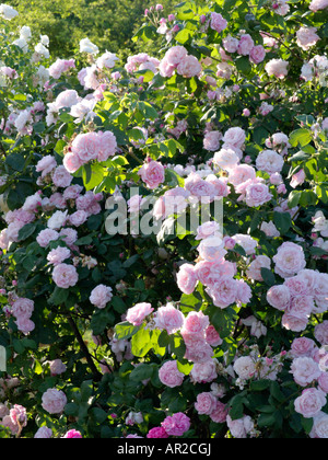 Cavolo cappuccio rosa (rosa centifolia x 'fantin-latour') Foto Stock
