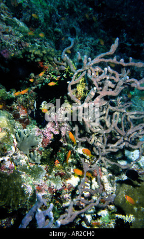 Maldive subacquea goldfish comune Anthias Squampinnis nel giardino di corallo Foto Stock