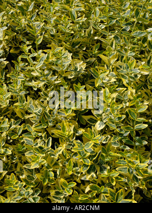 Inverno superriduttore (euonymus fortunei 'aurea') Foto Stock