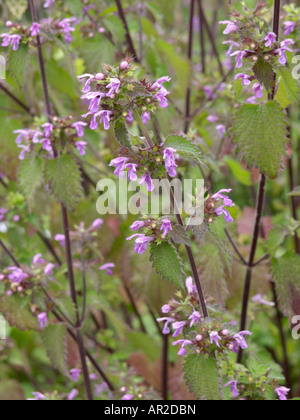 Marrubio nero (ballota nigra) Foto Stock