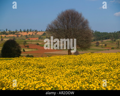 Bellissimi fiori di sesamo e un albero per un pittoresco paesaggio birmano Foto Stock