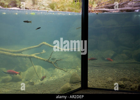 Foresta di Stati Uniti Service Steam Profile Center Taylor Creek Lake Tahoe California Foto Stock