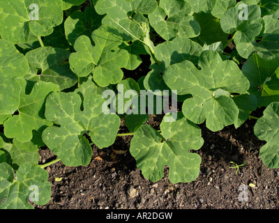 Fig-lasciava squash (cucurbita ficifolia) Foto Stock