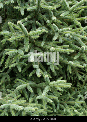 Lo spagnolo fir (Abies pinsapo) Foto Stock