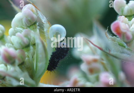 Coda forcuta (Papilio machaon), Caterpillar con uovo, Germania Foto Stock