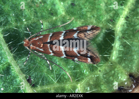 Ippocastano leafminer (Cameraria ohridella), seduta su una foglia Foto Stock