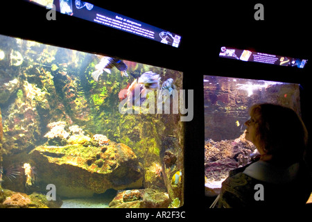 Donna che guarda a pesci scorpione, marine aquarium, Saint-Malo, Brittany, Francia, Europa Foto Stock