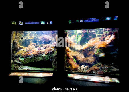 Acquario marino, Saint-Malo, Brittany, Francia Foto Stock