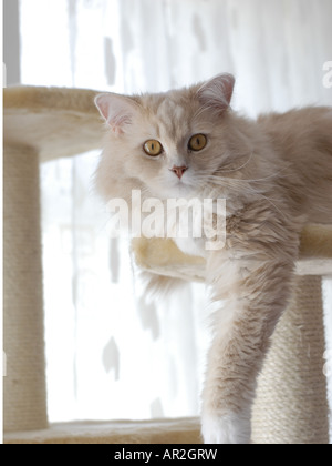 Il gatto domestico, il gatto di casa (Felis silvestris f. catus), gatto Angora su scratching post Foto Stock