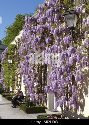 Cinese (Glicine Wisteria sinensis), il castello di Mirabell, Salisburgo, Austria Foto Stock