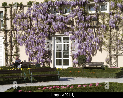 Cinese (Glicine Wisteria sinensis), al castello di Mirabell, Salisburgo, Austria Foto Stock