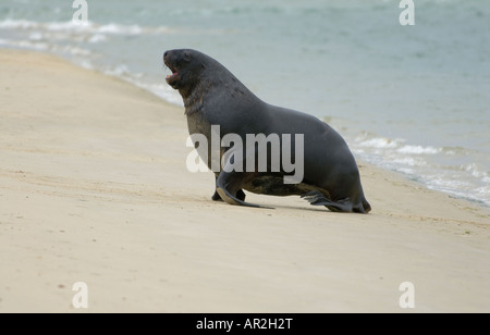 Prostitute maschio di leone marino (Phocarctos hookeri) giunge a riva di Surat Bay, il Catlins Foto Stock