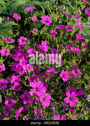 Bloody cranesbill (Geranium sanguineum var. striato) Foto Stock