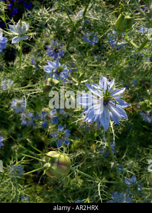 L'amore-in-un-MIST (nigella damascena 'Miss jekyll') Foto Stock