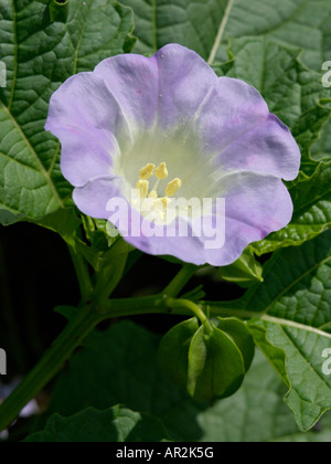 Apple del Perù (nicandra physalodes) Foto Stock